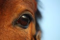 Close up of brown horse eye Royalty Free Stock Photo