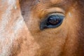 Close up of brown horse eye Royalty Free Stock Photo
