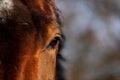 Close up of brown horse eye Royalty Free Stock Photo