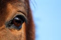 Close up of brown horse eye Royalty Free Stock Photo