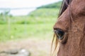 Close up of brown horse eye on sunny day Royalty Free Stock Photo