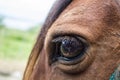 Close up of brown horse eye on sunny day Royalty Free Stock Photo