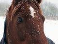 Close up of a brown horse in falling snow with face and eyes Royalty Free Stock Photo