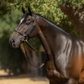 Close up of brown horse full body image generative AI Royalty Free Stock Photo