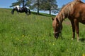 Close-up of Brown Horse Grazing in a Field Royalty Free Stock Photo