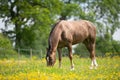 Horse grazing in field Royalty Free Stock Photo