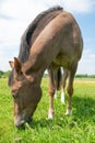 Horse grazing in field Royalty Free Stock Photo