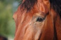 Close up of brown horse head and eye Royalty Free Stock Photo