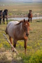 Close up of a brown horse with horses in farmland with mountains and blue sky on a sunny day