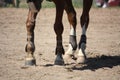 Close up of brown horse legs with boots Royalty Free Stock Photo