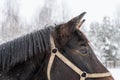 Close up of brown horse eye on winter day Royalty Free Stock Photo