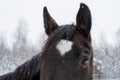 Close up of brown horse eye on winter day Royalty Free Stock Photo