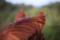 a Close-up of a brown horse\'s head with a brown mane where the ears can be seen from behind