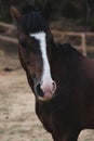 Close up of a brown horse`s head, nose and mouth in focus Royalty Free Stock Photo