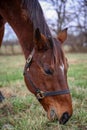 a horse with a bridle on grazing in the grass Royalty Free Stock Photo