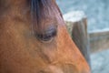 Close up of a brown horse's eye Royalty Free Stock Photo