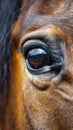 A close up of a brown horse's eye with long hair, AI Royalty Free Stock Photo