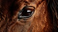 A close up of a brown horse's eye with long lashes, AI Royalty Free Stock Photo