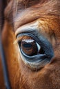 A close up of a brown horse's eye with long lashes, AI Royalty Free Stock Photo