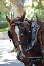 Close-up of Brown horses with carriage ride resting in shade, center of Palma, Mallora, Spain