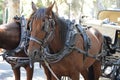 Close-up of Brown horses resting in shade Royalty Free Stock Photo