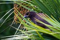 Psilorhinus morio - brown Jay