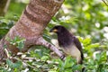 Psilorhinus morio - brown Jay