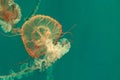 Close up brown jellyfish swimming in clear green water Royalty Free Stock Photo