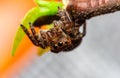 Brown Jumping spider sticks on the leaves