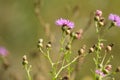 Closeup of spiny plumeless thistle flowers pollinated by bees with selective focus on foeground