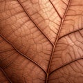 Close Up: Veins Of An Old Brown Leaf In Softbox Lighting Royalty Free Stock Photo