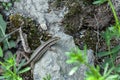 Close-up on a brown lizard