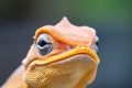 close-up of brown lizard puffing orange throat fan