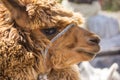 Close up of Brown llama or alpaca animal