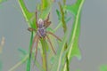 Lycosidae spider Royalty Free Stock Photo
