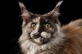 Close-up Brown Maine Coon Cat Looks Surprised isolated on Black Royalty Free Stock Photo