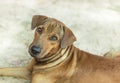 Close up brown mongrel stray dog