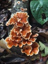 Close up of a brown mushroom lined with white that is growing on a dead tree trunk Royalty Free Stock Photo