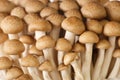 Close-up of brown mushrooms shimeji or beech mushroom or Buna-shimeji. horizontal Royalty Free Stock Photo