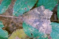 noctuidae moth Royalty Free Stock Photo