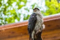 A close-up of a brown northern goshawk