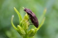 Close-up of a brown nutcracker (Agrypnus murinus) resting on a plant Royalty Free Stock Photo