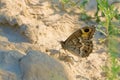 nymphalidae butterfly