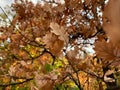 Close up brown oak leaves on oak tree branch  in autumn Royalty Free Stock Photo