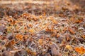 Close-up brown  ocher and yellow birch and oak leaves on ground in green frosty grass. Birch leaves lie on horizontal surface. Royalty Free Stock Photo