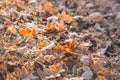 Close-up brown  ocher and yellow birch and oak leaves on ground in green frosty grass. Birch leaves lie on horizontal surface. Royalty Free Stock Photo