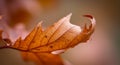 Close-Up of a Brown and Orange Autumn Leaf with Detailed Texture Royalty Free Stock Photo