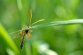 Close-up of a Brown-orange colored wasp Ammophila Ichneumonidae Netelia, clinged to a blade of grass