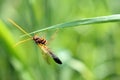 Close-up of a Brown-orange colored wasp Ammophila Ichneumonidae Royalty Free Stock Photo