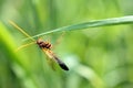 Close-up of a Brown-orange colored wasp Ammophila Ichneumonidae